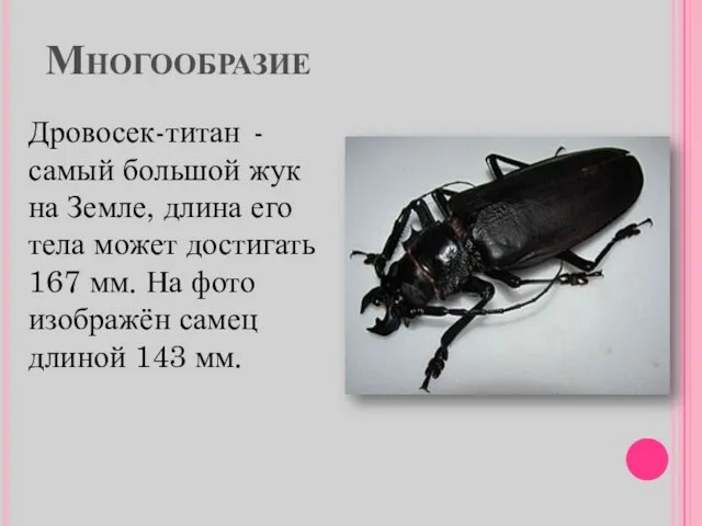 Многообразие Дровосек-титан - самый большой жук на Земле, длина его тела может