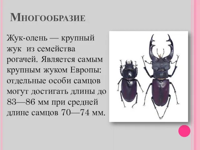 Многообразие Жук-олень — крупный жук из семейства рогачей. Является самым крупным жуком