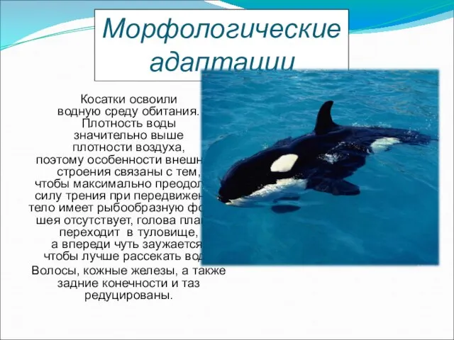 Косатки освоили водную среду обитания. Плотность воды значительно выше плотности воздуха, поэтому