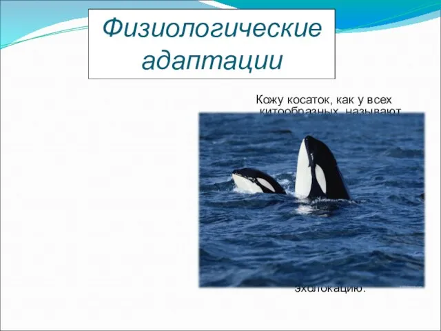 Кожу косаток, как у всех китообразных, называют волшебной, так как с кожным