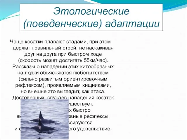 Этологические (поведенческие) адаптации Чаще косатки плавают стадами, при этом держат правильный строй,