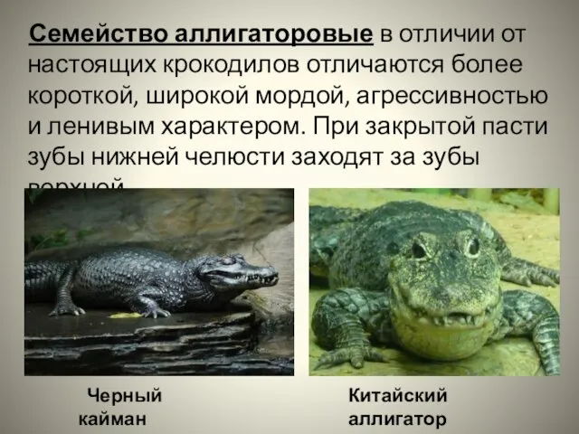 Семейство аллигаторовые в отличии от настоящих крокодилов отличаются более короткой, широкой мордой,