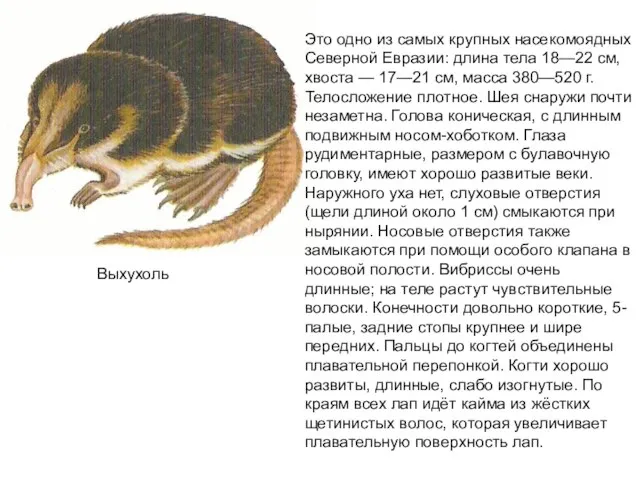 Выхухоль Это одно из самых крупных насекомоядных Северной Евразии: длина тела 18—22