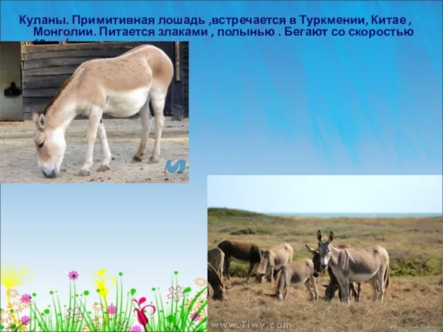 Куланы. Примитивная лошадь ,встречается в Туркмении, Китае , Монголии. Питается злаками ,