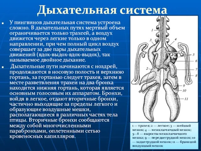 Дыхательная система У пингвинов дыхательная система устроена сложно. В дыхательных путях мертвый