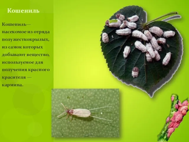 Кошениль— насекомое из отряда полужесткокрылых, из самок которых добывают вещество, используемое для