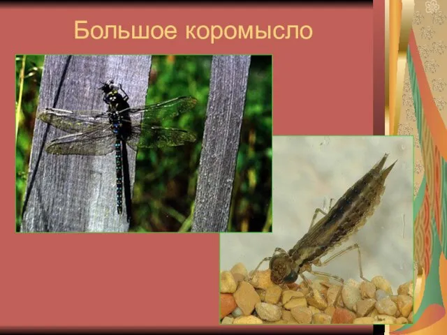 Большое коромысло