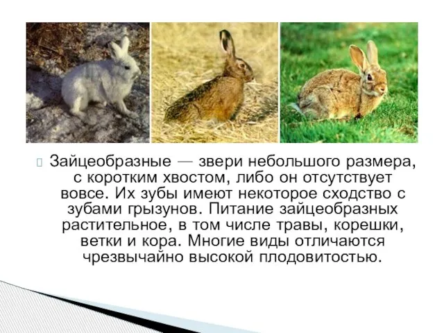 Зайцеобразные — звери небольшого размера, с коротким хвостом, либо он отсутствует вовсе.