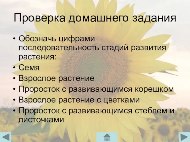 Проверка домашнего задания Обозначь цифрами последовательность стадий развития растения: Семя Взрослое растение