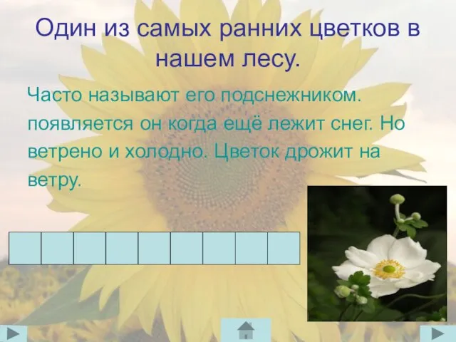 Один из самых ранних цветков в нашем лесу. Часто называют его подснежником.