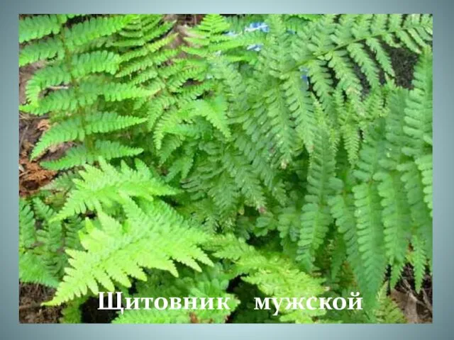 Щитовник мужской