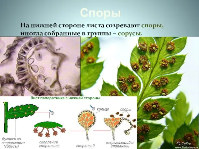 Споры На нижней стороне листа созревают споры, иногда собранные в группы – сорусы.