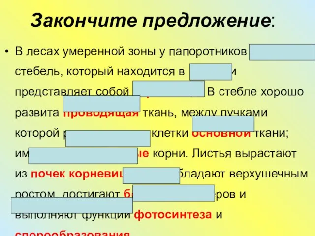 Закончите предложение: В лесах умеренной зоны у папоротников короткий стебель, который находится