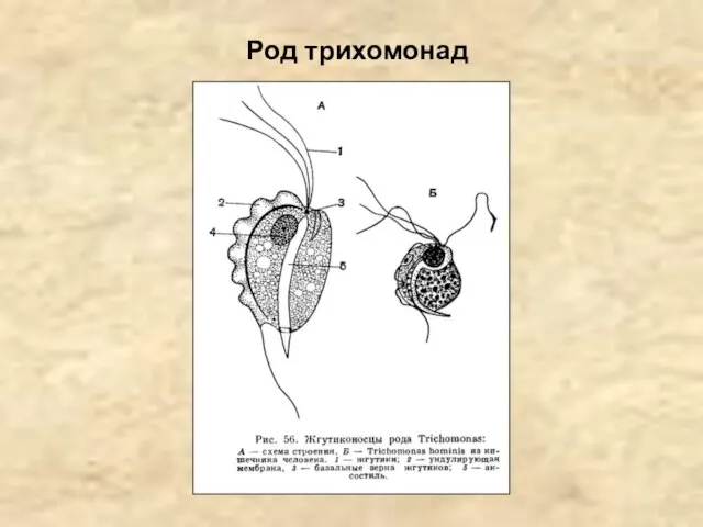 Род трихомонад