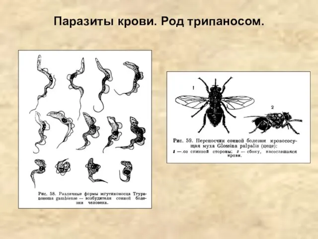 Паразиты крови. Род трипаносом.