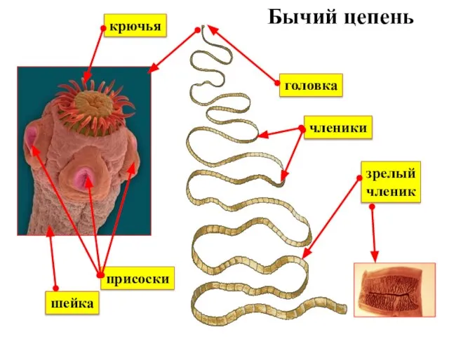 Бычий цепень