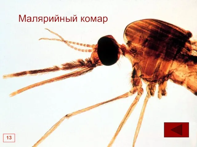 Малярийный комар 13
