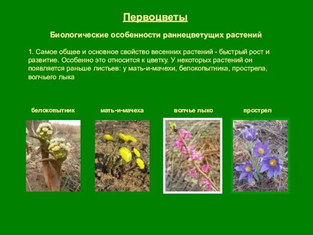 Первоцветы Биологические особенности раннецветущих растений 1. Самое общее и основное свойство весенних