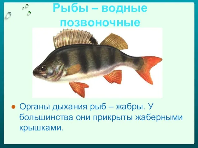 Рыбы – водные позвоночные Органы дыхания рыб – жабры. У большинства они прикрыты жаберными крышками.