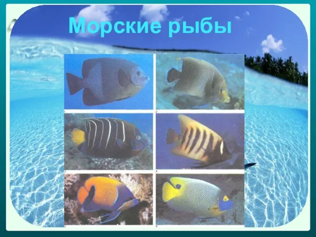 Морские рыбы