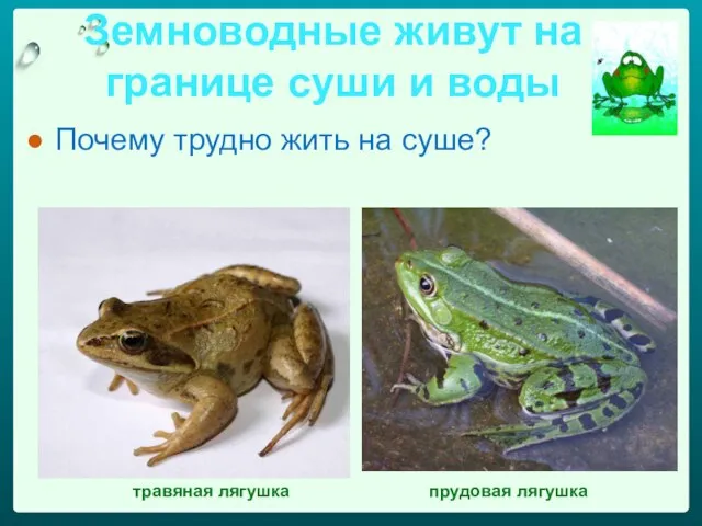 Земноводные живут на границе суши и воды Почему трудно жить на суше? травяная лягушка прудовая лягушка