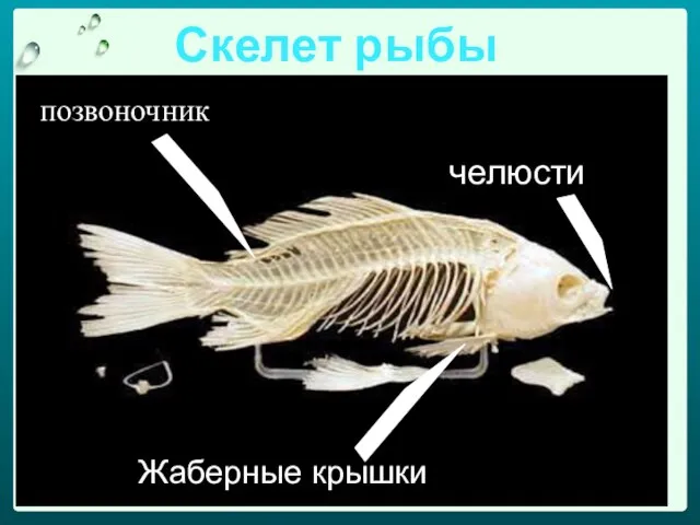 Скелет рыбы позвоночник челюсти Жаберные крышки