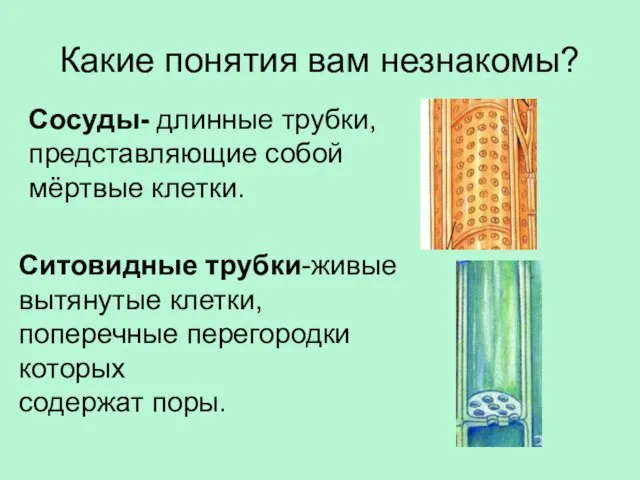 Какие понятия вам незнакомы? Сосуды- длинные трубки, представляющие собой мёртвые клетки. Ситовидные