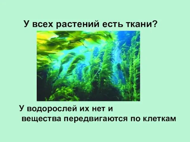 У всех растений есть ткани? У водорослей их нет и вещества передвигаются по клеткам