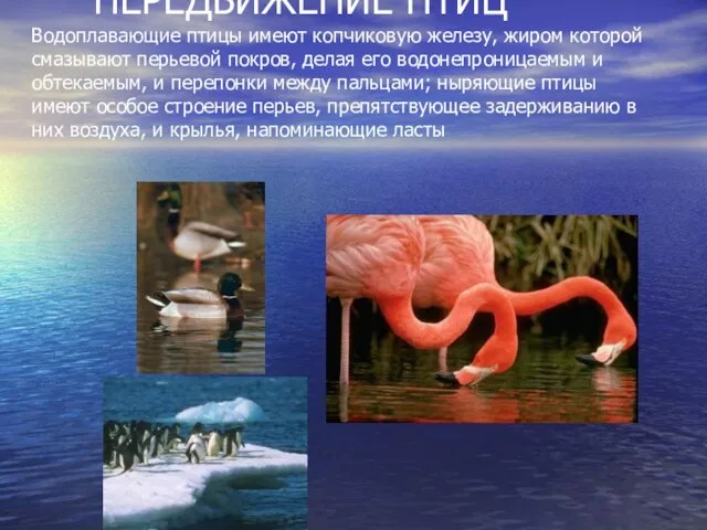 ПЕРЕДВИЖЕНИЕ ПТИЦ Водоплавающие птицы имеют копчиковую железу, жиром которой смазывают перьевой покров,