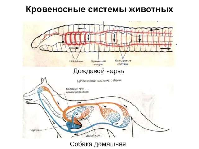 Кровеносные системы животных Дождевой червь Собака домашняя