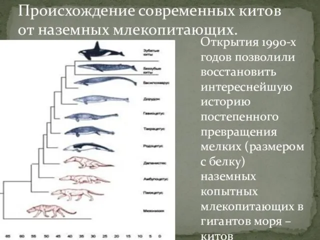 Происхождение современных китов от наземных млекопитающих. Открытия 1990-х годов позволили восстановить интереснейшую
