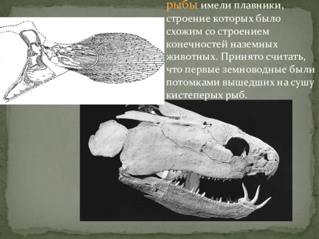 Древние кистеперые рыбы имели плавники, строение которых было схожим со строением конечностей