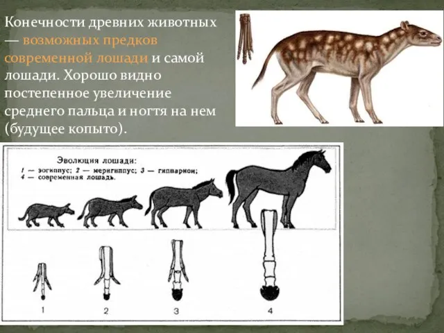 Конечности древних животных — возможных предков современной лошади и самой лошади. Хорошо