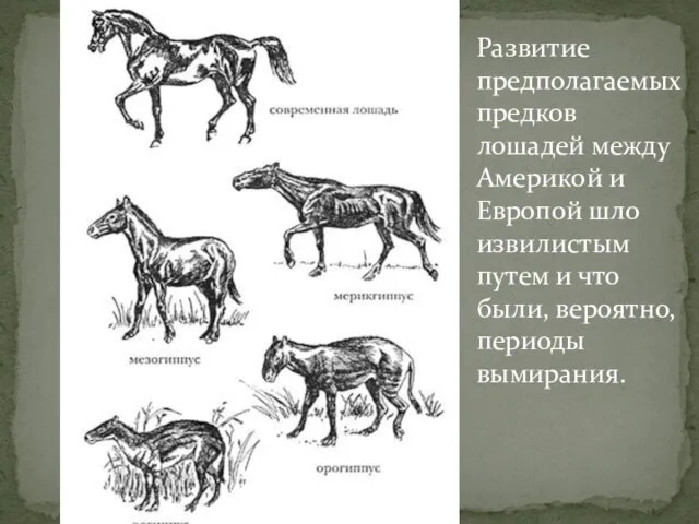Развитие предполагаемых предков лошадей между Америкой и Европой шло извилистым путем и