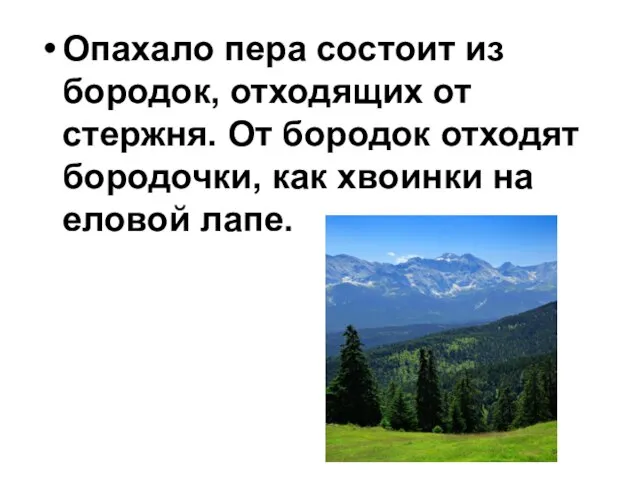 Опахало пера состоит из бородок, отходящих от стержня. От бородок отходят бородочки,