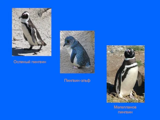Пингвин-эльф Ослиный пингвин Магелланов пингвин