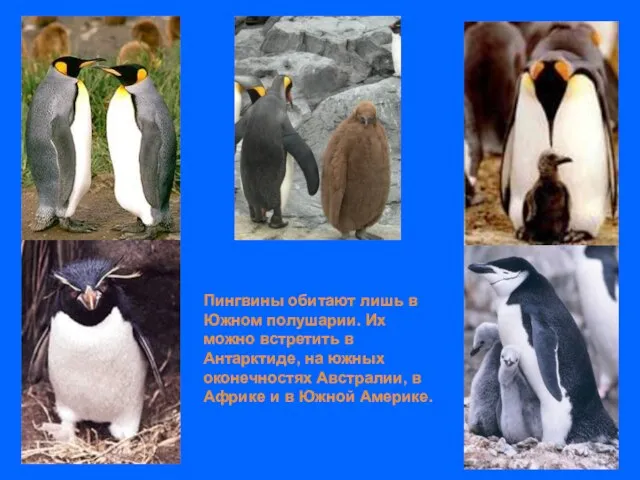 Пингвины обитают лишь в Южном полушарии. Их можно встретить в Антарктиде, на