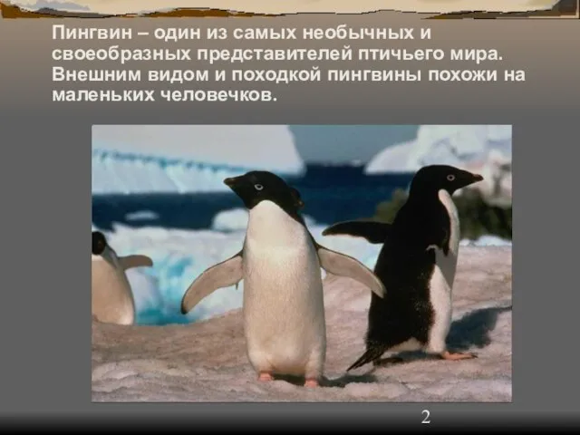 Пингвин – один из самых необычных и своеобразных представителей птичьего мира. Внешним