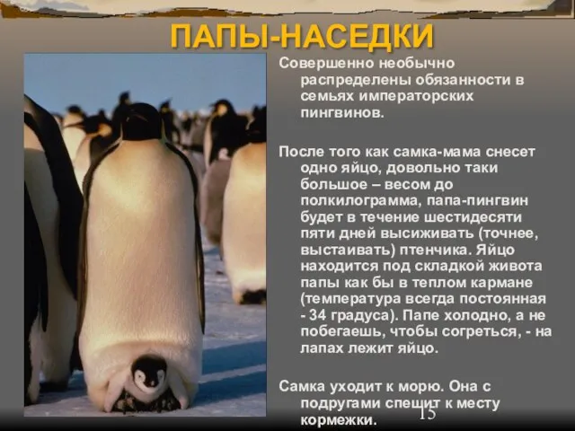 ПАПЫ-НАСЕДКИ Совершенно необычно распределены обязанности в семьях императорских пингвинов. После того как