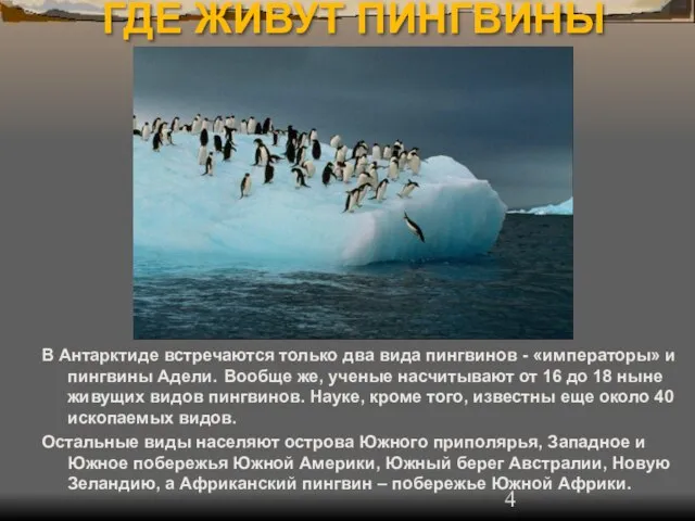 ГДЕ ЖИВУТ ПИНГВИНЫ В Антарктиде встречаются только два вида пингвинов - «императоры»