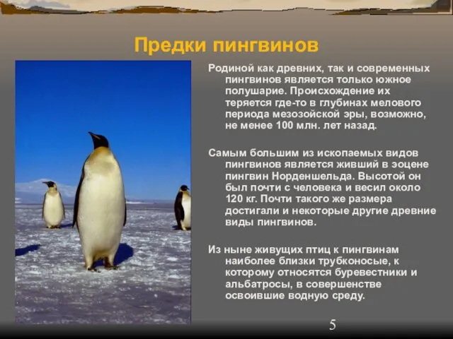 Родиной как древних, так и современных пингвинов является только южное полушарие. Происхождение