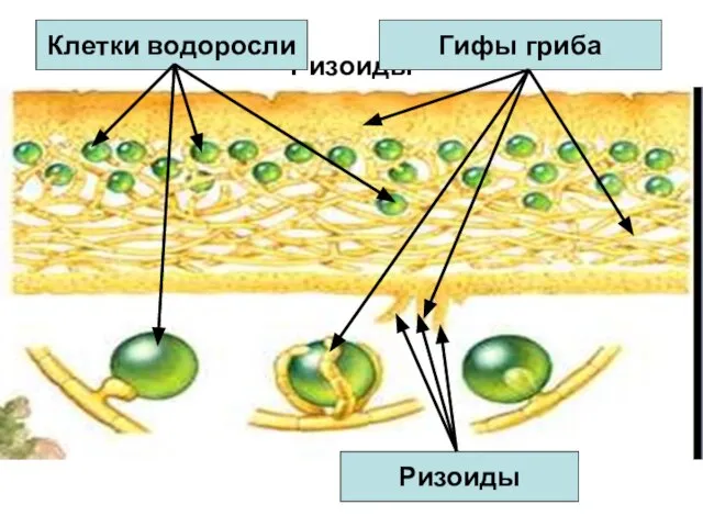Ризоиды Ризоиды Клетки водоросли Гифы гриба