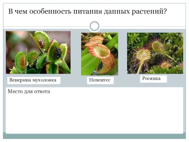 В чем особенность питания данных растений? Место для ответа Венерина мухоловка Росянка Непентес