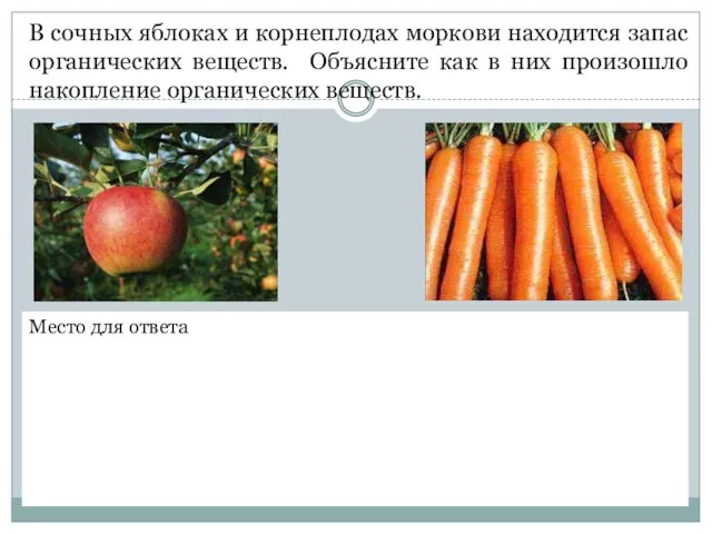 В сочных яблоках и корнеплодах моркови находится запас органических веществ. Объясните как
