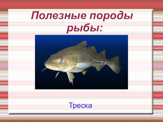 Полезные породы рыбы: Треска