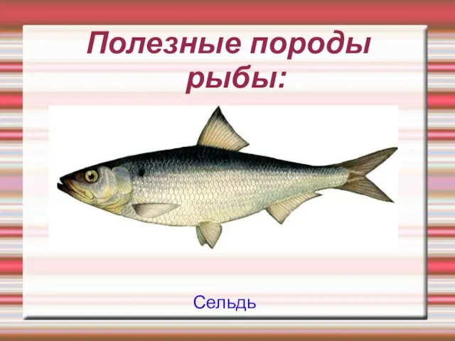 Полезные породы рыбы: Сельдь