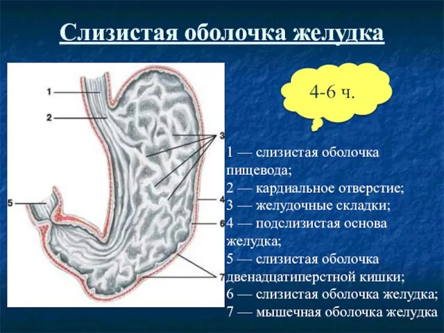 Слизистая оболочка желудка 1 — слизистая оболочка пищевода; 2 — кардиальное отверстие;