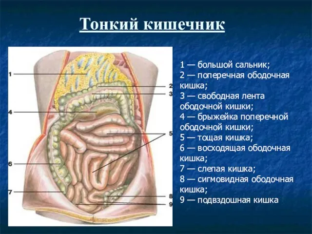 Тонкий кишечник 1 — большой сальник; 2 — поперечная ободочная кишка; 3