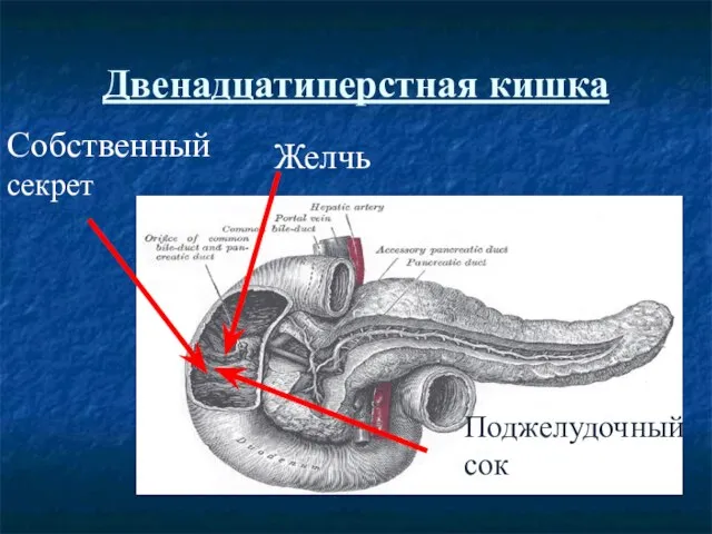 Двенадцатиперстная кишка Желчь Поджелудочный сок Собственный секрет