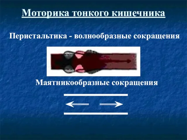 Моторика тонкого кишечника Перистальтика - волнообразные сокращения Маятникообразные сокращения